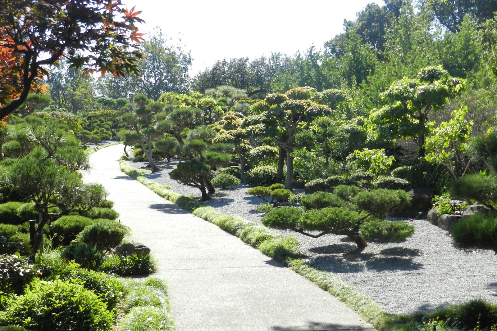 The walking trail at the Hayward Japanese Gardens, lined with cloud-pruned pines and raked gravel